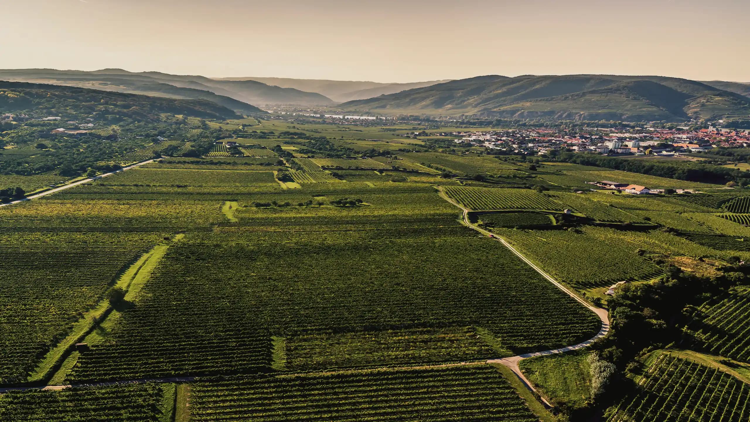 Weinberg der Ried Silberbichl im Abendlicht