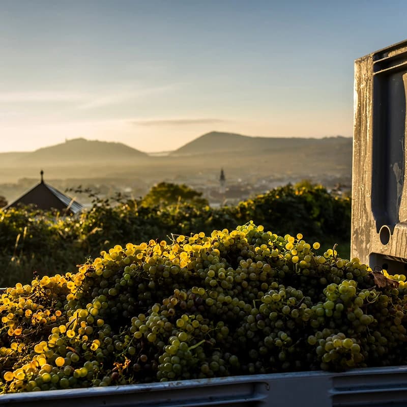 Freshly harvested grapes in a bin overlooking a valley