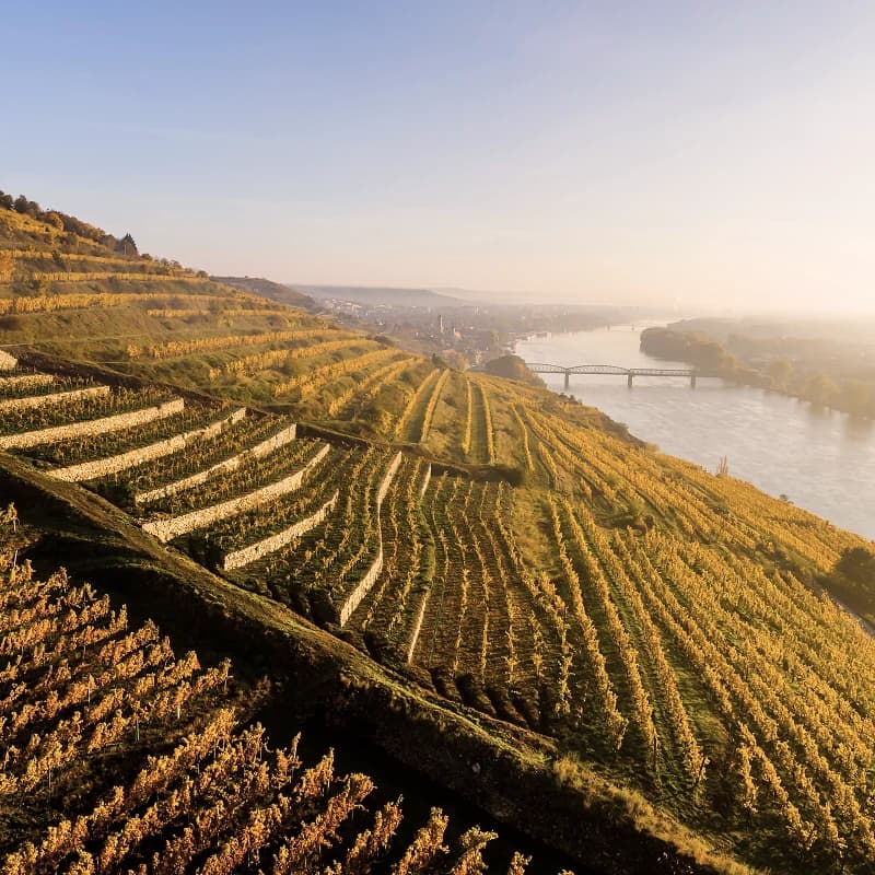Steep terraced vineyards next to a river